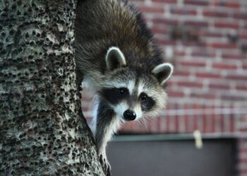 В США енот-алкоголик снова в центре внимания: серия мелких преступлений продолжается