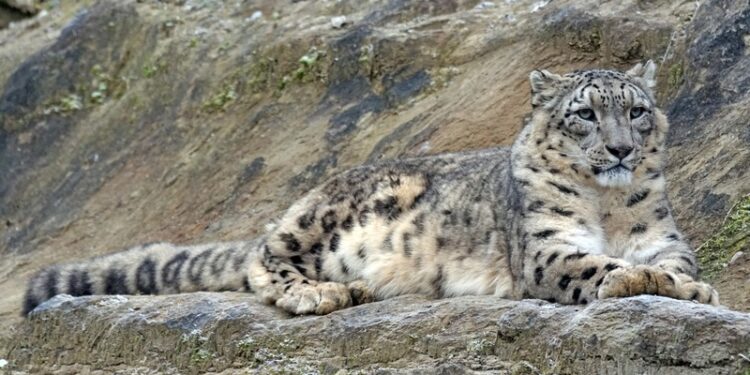 Снежный барс попал в объектив камеры в нацпарке (ВИДЕО)