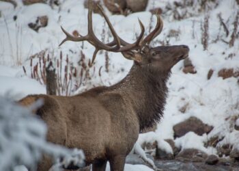 Маралов выпустили в дикую природу в Карагандинской области (ВИДЕО)