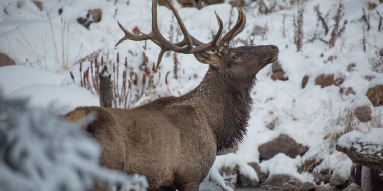 Маралов выпустили в дикую природу в Карагандинской области (ВИДЕО)