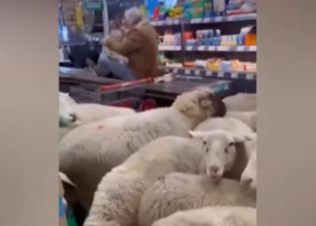 Овцы из-за вкусняшек оккупировали супермаркет на юге Германии