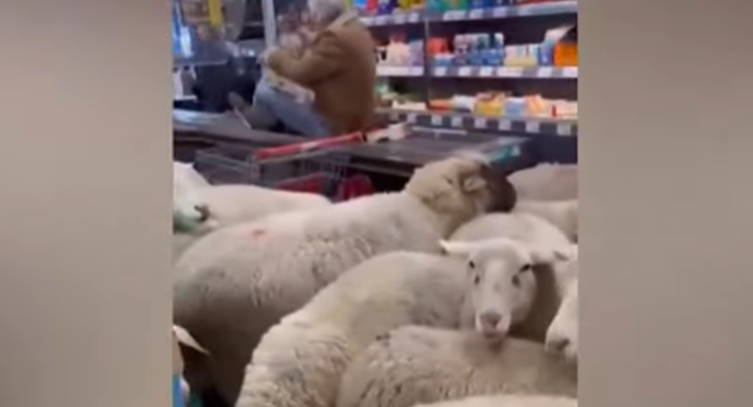 Овцы из-за вкусняшек оккупировали супермаркет на юге Германии