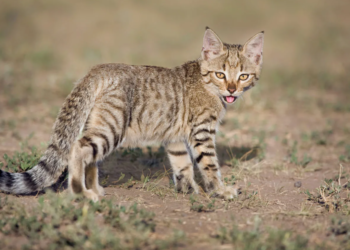 Редкого степного кота сняли в Чарынском национальном парке