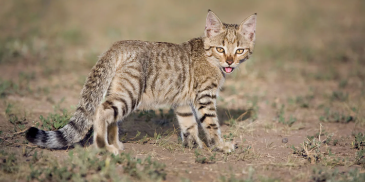Редкого степного кота сняли в Чарынском национальном парке