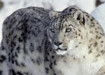 Снежный барс напал на туристку в Синьцзяне (ВИДЕО)