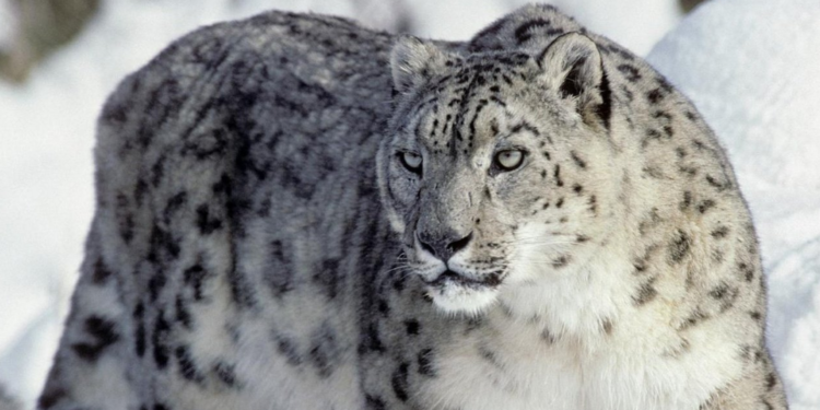 Снежный барс напал на туристку в Синьцзяне (ВИДЕО)