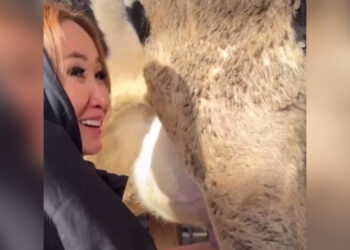 Настоящий релакс: депутат Каракат Абден подоила корову на встрече с фермерами