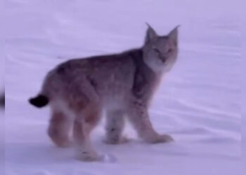 В резервате «Семей орманы» удалось заснять редкую рысь