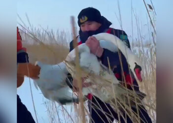 Белого лебедя спасли на озере Алаколь в Жетысу (ВИДЕО)