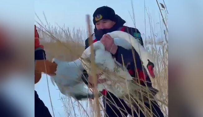Белого лебедя спасли на озере Алаколь в Жетысу (ВИДЕО)