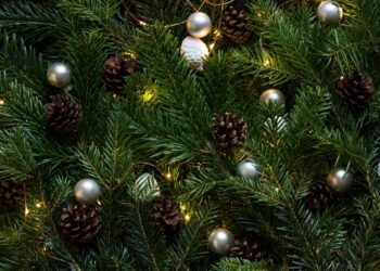 Алматинцев просят не выбрасывать живые ёлки: они нужны для зоопарка