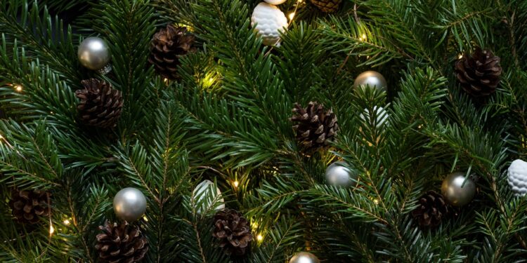 Алматинцев просят не выбрасывать живые ёлки: они нужны для зоопарка