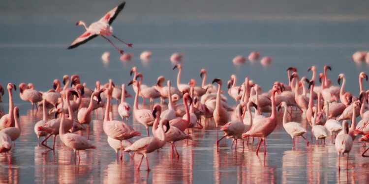 Розовые фламинго вернулись в Мангистау: блогер показал восхитительное видео