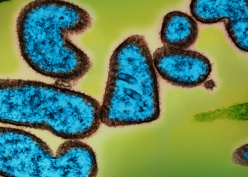 Санврачи предупредили казахстанцев о вирусе Нипах