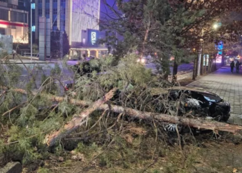 Водитель BMW не справился с управлением и снёс дерево в Алматы (ВИДЕО)