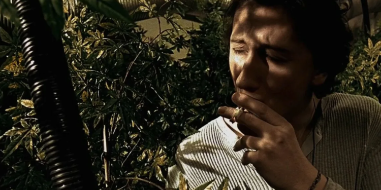 Семь лет тюрьмы получил казахстанец за 233 куста конопли