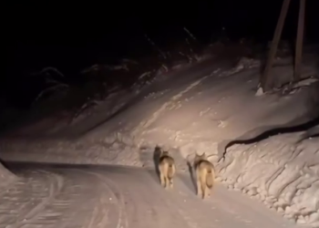 Два волка разгуливали по дороге в Усть-Каменогорске