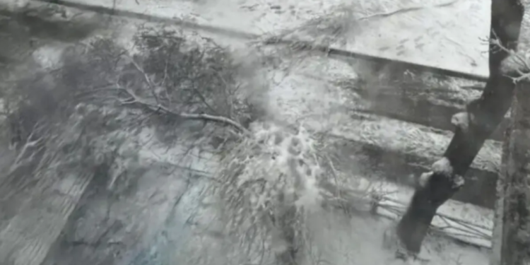 В Шымкенте на ученика 4 класса упала ветка — ребёнок погиб