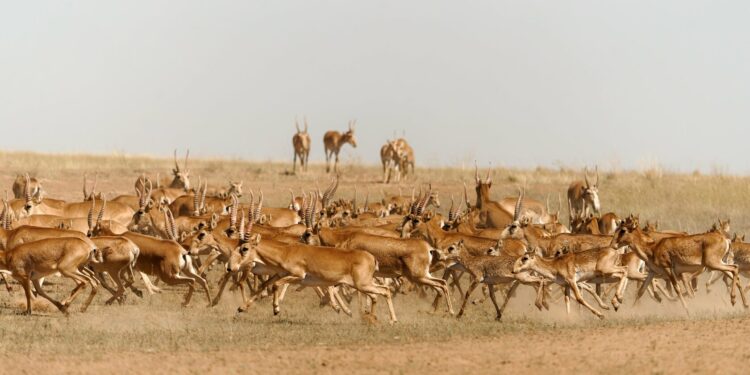 Поезда давят сайгаков: КТЖ прокомментировала шокирующее видео