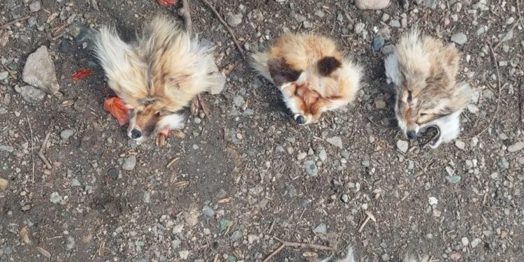 Туши собак без шкур обнаружили на мусорке в Алматы. Появились подробности