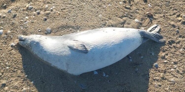 Почти сотню мёртвых тюленей выбросило на берег Каспийского моря