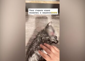 В Семее котёнок погиб в стиральной машине: хозяйку оштрафовали