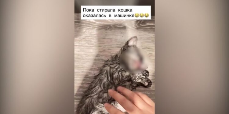 В Семее котёнок погиб в стиральной машине: хозяйку оштрафовали