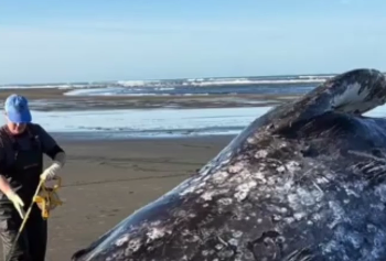 Мёртвую пару китов выбросило на побережье США (ВИДЕО)
