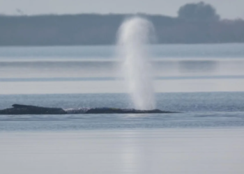 Застрявший в Балтийском море кит впервые сдвинулся с места