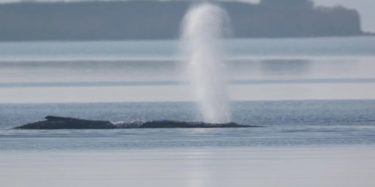 Застрявший в Балтийском море кит впервые сдвинулся с места