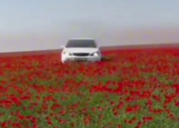 Авто проехалось по полю с цветущими маками в Туркестанской области (ВИДЕО)