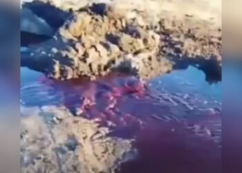 Труп лошади засыпали в колодце: в Щучинске разгорелся экологический скандал