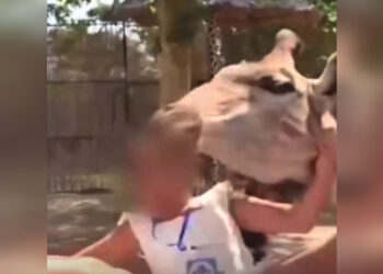 Ребёнок упал с высоты у вольера с жирафами в Ташкенте