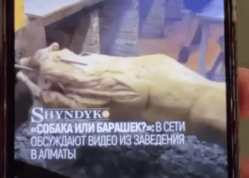 Акимат Алматы ответил на публикацию SHYNDYK.KZ