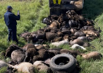 1238 овец погибли из-за непогоды: фермерам отказали в компенсациях в Атырауской области