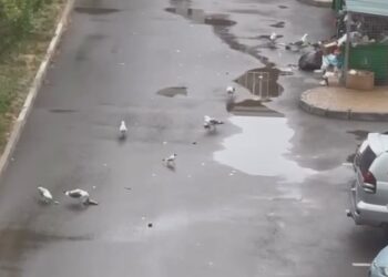 Чайки объявили жителям Астаны «подъем» в четыре утра