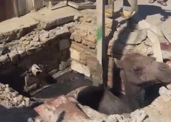 В Арале спасатели вытащили верблюда из канализационного колодца