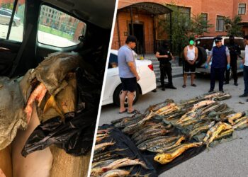 В Актау в машине нашли более четверти тонны осетров