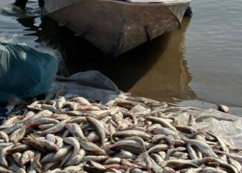 На Шардаринском водохранилище изъяли 264 кг незаконно выловленной рыбы