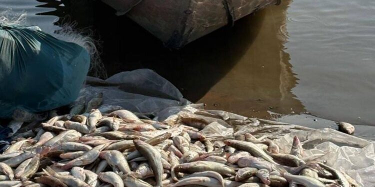 На Шардаринском водохранилище изъяли 264 кг незаконно выловленной рыбы