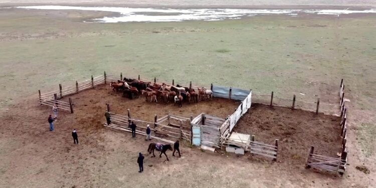 Около 460 подозреваемых в скотокрадстве задержали в Казахстане