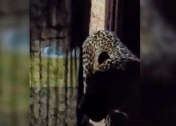 Леопард ворвался в дом в Индии среди ночи и набросился на людей: шестеро пострадали